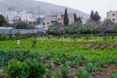 Balata-Nature-Abu-Rani-Farm