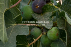 Balata-Nature-Figs