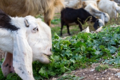 Balata-Nature-Goats
