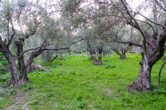 Balata-Nature-Tahonih-Green