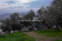 Balata-Nature-Tell-Balata-Olive