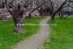 Balata-Nature-Tell-Green-2