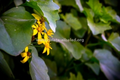 Balata-Nature-flowers-1