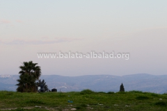 Balata-Nature-from-Tell-Balata