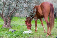 Balata-Nature-horse-1