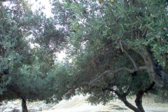 Balata-Nature-olive-1