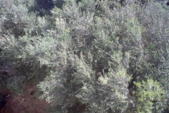 Balata-Nature-olive-2