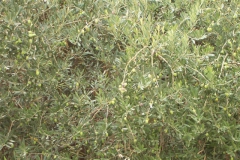Balata-Nature-olive-2006