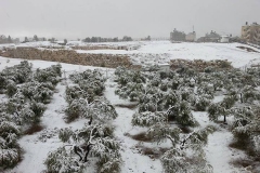 Snow-2013-Tell-Balata-2-Asem-Asmar