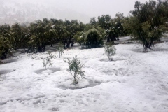 Snow-2013-Tell-Balata-2-Sotor-farigha-dwaikat