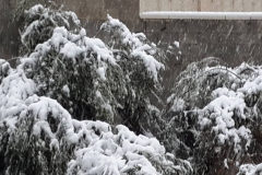Snow-2013-Trees-2