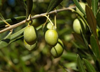 أغنية لقطف الزيتون – لـ ناصر الأسمر